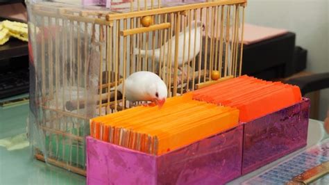 文鳥算命|文鳥が運勢を占ってくれる！？台湾・台北で有名な「。